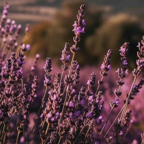 شهروانو کزیا دایکت قربانو