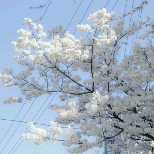  جام می سر کنیم امشب و سحر کنیم غم دنیا رو از سر