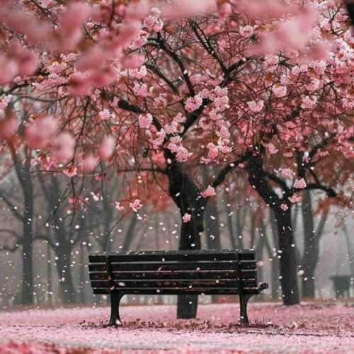 سر سیگار سرخ چشا سرخ دود سیگار نیست