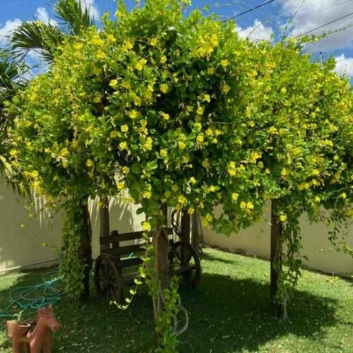  تو که چشمات دیگه سویی نداره طاقت دیدن دوری نداره