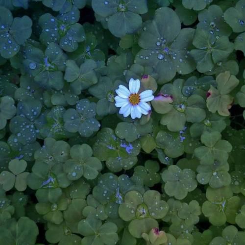  شو عشق امشو هایدنه پلی کو – ترند اینستا