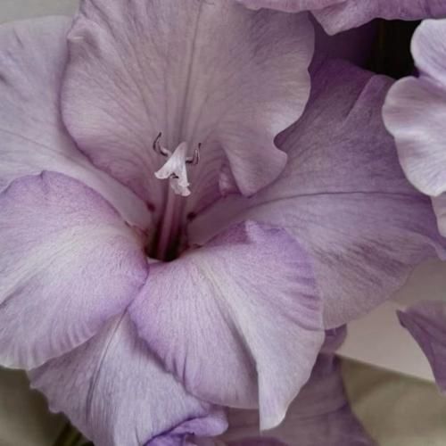 شکرانه دیدار تو خوش آمده فالم برگشته توان