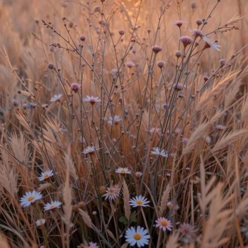 آستاره بختیاری تی تو (چشم تو)