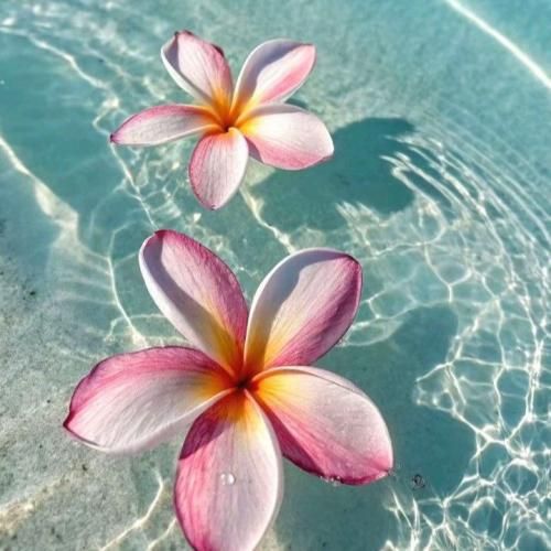 من که میدونم همه حرفات پلنه فیلم نیا بازیگر