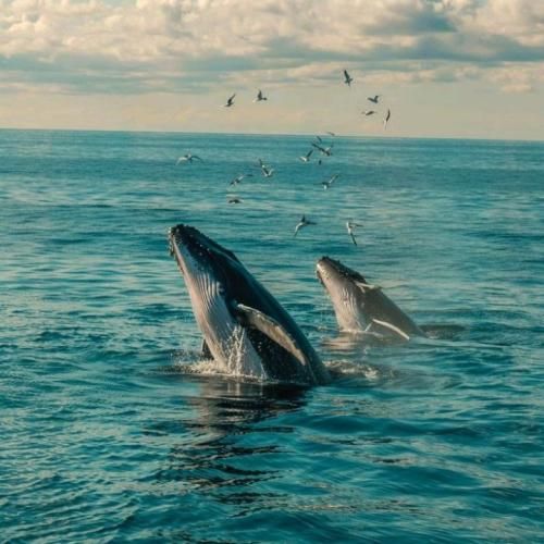 تو یکیو نشون بده از ما سر تره یک بودم برازندمه