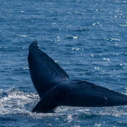 ساده تر از اونی که فکرشو کنی میرم