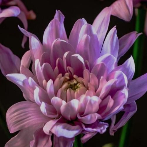 دانلود آهنگ جدید هی میخوره گوشیش زنگ دور رنگه نمیاد