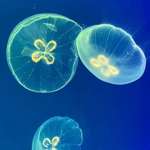 دانلود آهنگ جدید انقدر فرشته هارو هرز نکنید واسه هر بی ارزشیم