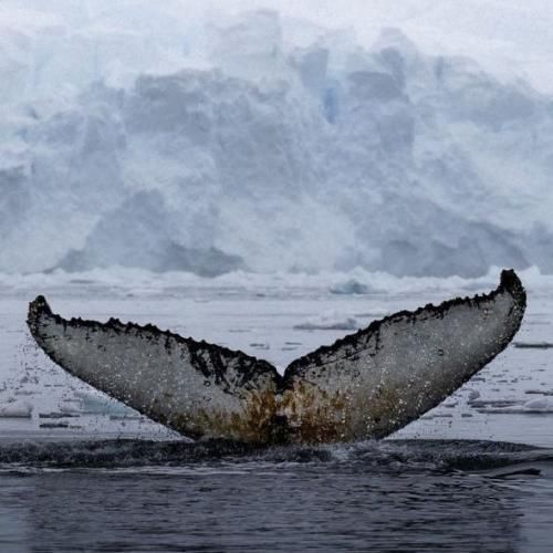 دانلود آهنگ جدید با صدای بی صدا مثل یه کوه بلند مثل یه خواب کوتاه