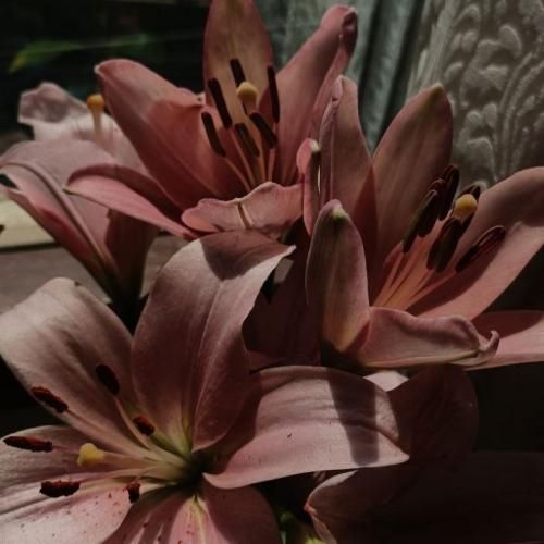 دانلود آهنگ جدید آخر خط شما شروع ماست طلوع خورشید پر فروغه