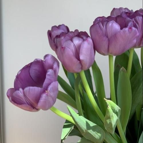 آهنگ جدید دلبر دلبر از فاطمه عطایی