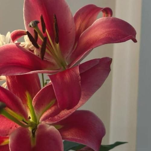 دانلود آهنگ جدید بچه ما یه تیم خوب بودیم پاچید همه چی سر یه بچه مایه